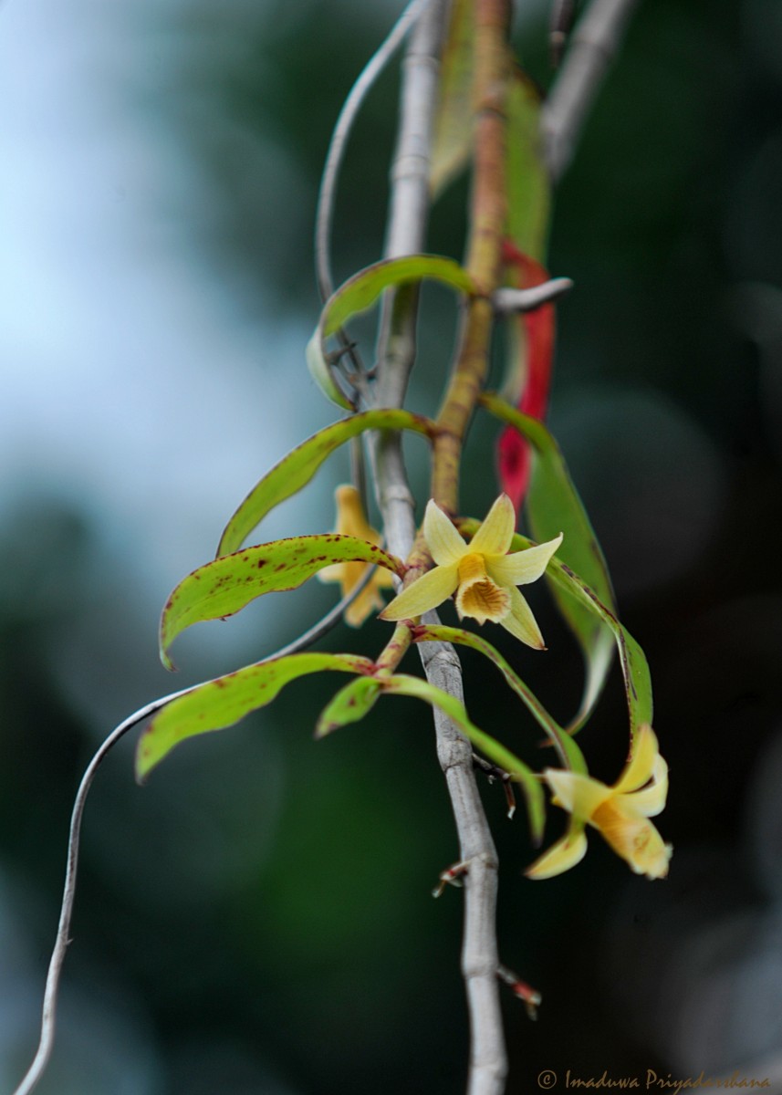 Dendrobium macrostachyum Lindl.